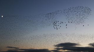 Starlings