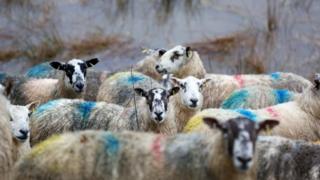 Sheep cut off by a flooding River Tweed in The Scottish Borders