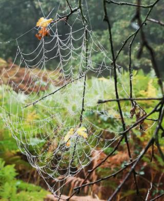 A spider web on a branch