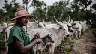 daradaran fulani kan ati agbo ẹran rẹ