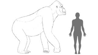 Giant ape