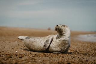 Seal pup on a beach