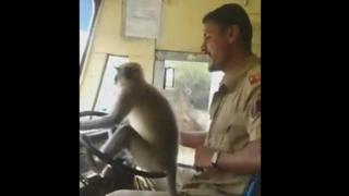 The bus driver is sitting with the monkey on the steering wheel