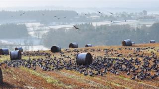 Hungry birds with Kintore in the background from Kinmuck in Aberdeenshire
