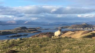 Sheep on a hillside above Oban