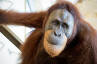 Rocky in Indianapolis Zoo