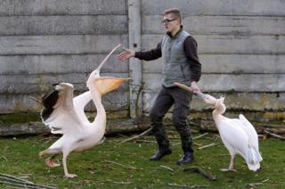 A safari zoo keeper catches pelicans