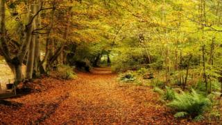leaves near Traquair