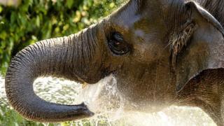 Au Liberia, des éléphants sèment la terreur dans le nord du Liberia.