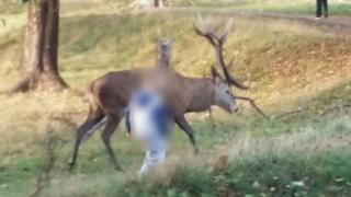 Boy with stag