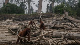 orangutanlar