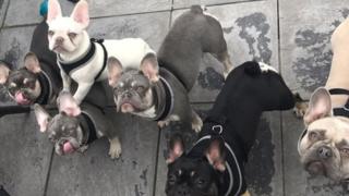 Thieves Steal 11 French Bulldogs In Burglary In Barry - Bbc News