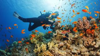 diver-on-coral-reef.