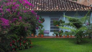 Un jardín con buganvilla y helechos