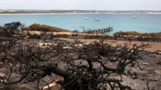 Scorched bushland next to Vivonne Bay in Kangaroo Island