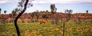 camels