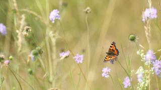 Small tortoiseshell
