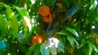 Bogʻda pishgan shaftolilar