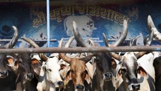 ভারতে হিন্দুত্ববাদী সংগঠনগুলি গো-রক্ষার জন্য আন্দোলন করছে।