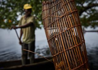 A cobra that has entered a fishing trap