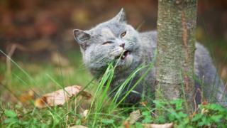 Gato come hierba.