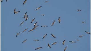 Storks Shun Migration For Junk Food - Bbc News