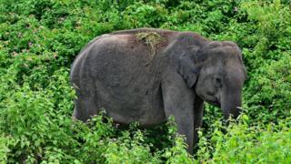 ‘யானை, சிறுத்தை, மற்றும் சில பறவைகள்’ - மசனக்குடி காடும், நீதிமன்ற தீர்ப்பும்