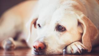 A dog