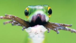Una culebra perico verde