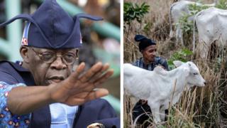 Bola Tinubu