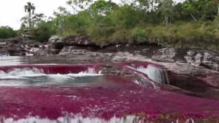 Воду річки Каньйо-Крісталес забарвюють водорості