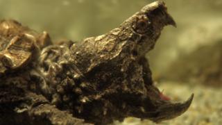 Tortuga mordedora.