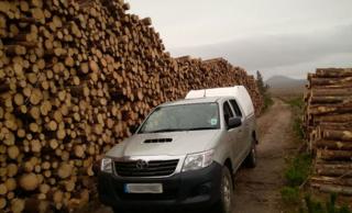 Trees cut from the Flow Country
