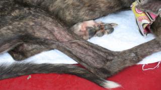 寄居澳門保護動物協會路環收容所的逸園格力犬(BBC中文圖片22/6/2018)