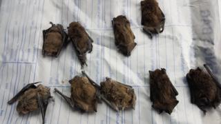 Flint dead bats