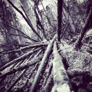 A fallen tree in the woods at Ashridge Estate, a National Trust property in Hertfordshire