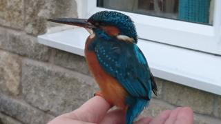 kingfisher