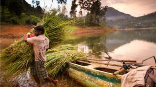 Granjero de Sri Lanka carga caña