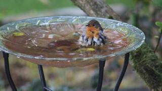 A Robyn in a bird bath
