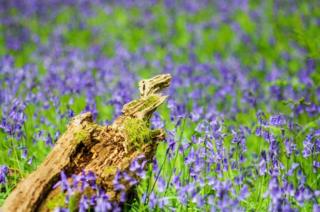 Bluebells