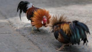 కోడి పందేలు
