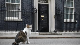 Larry the Downing Street cat outside Number 10