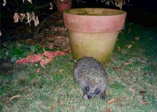 hedgehog