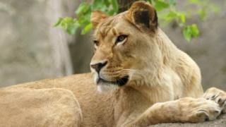 Lioness Zuri from the Indianapolis Zoo