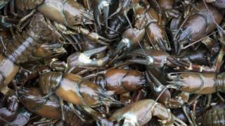 American signal crayfish