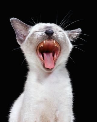 Сиамская кошка