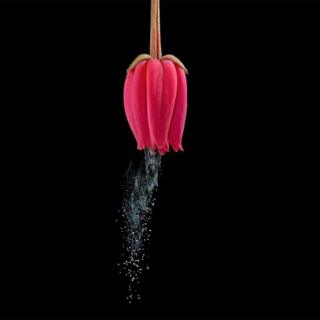 Flor