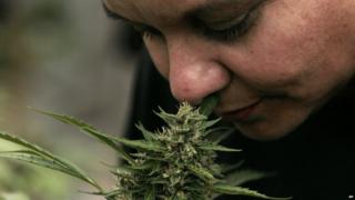 on July 7, 2015 Chile's lower house of Congress approved a bill to allow Chileans to grow small amounts of marijuana for recreational or spiritual use. The measure still must go before a health commission and be approved by the Senate.