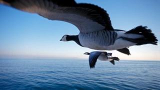 Arctic wild goose