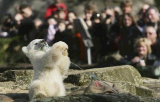 Knut